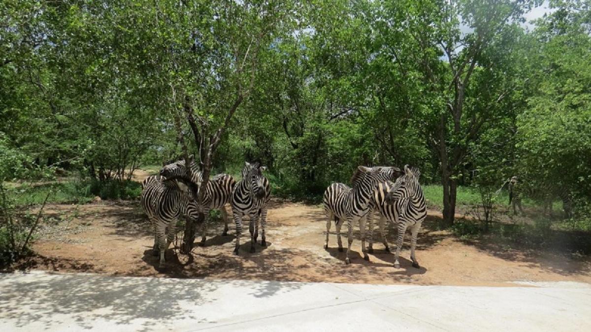 Villa Crowe'S Nest Marloth Park Exterior foto