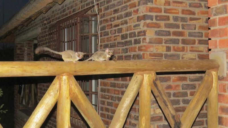 Villa Crowe'S Nest Marloth Park Exterior foto